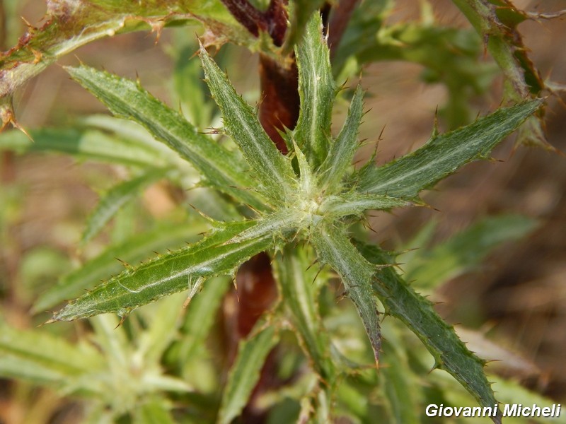 Carlina vulgaris